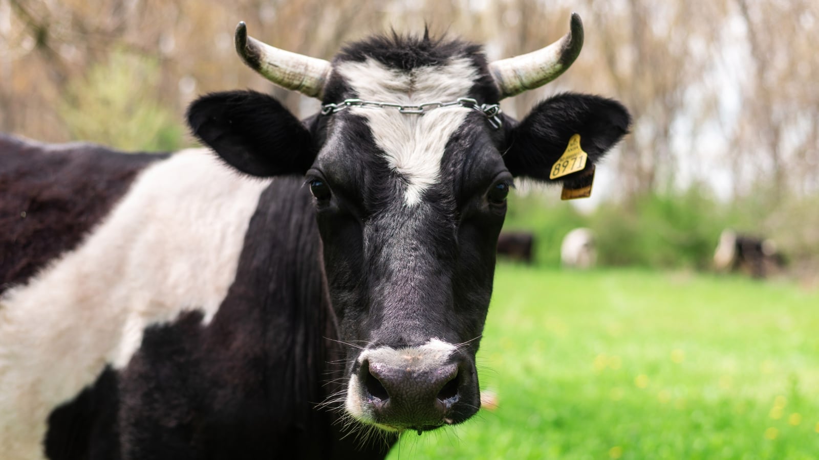 Boi gordo e suíno vivo: cotações do agronegócio com o RS entre os estados de menor preço do suíno.