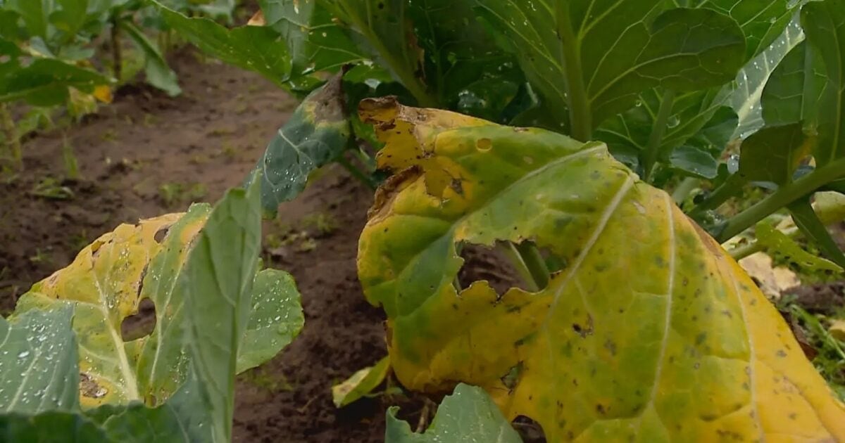 Hortaliças com folhas danificadas em lavoura após as chuvas que afetaram a produção no RS.