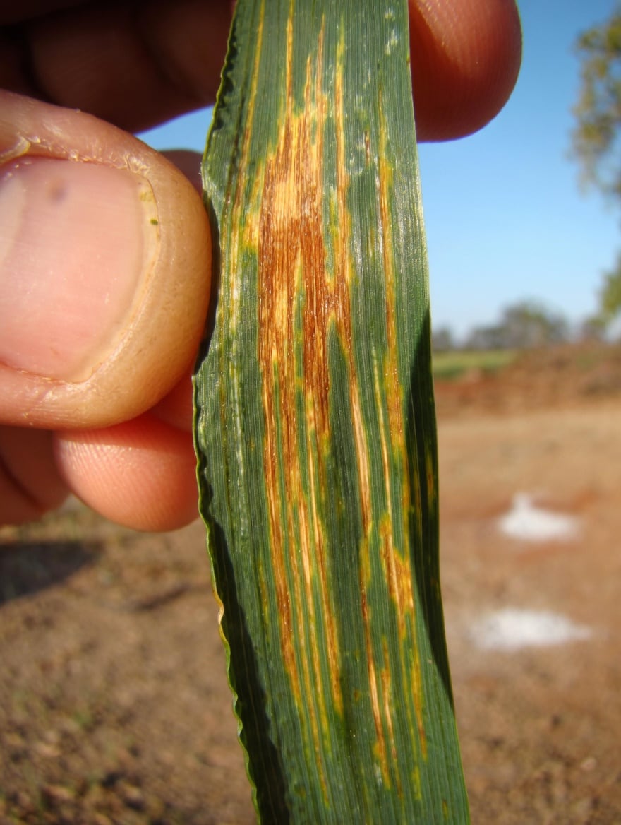 Folha de trigo com sintomas de bacteriose, doença que, segundo a Embrapa, pode sobreviver na semente.