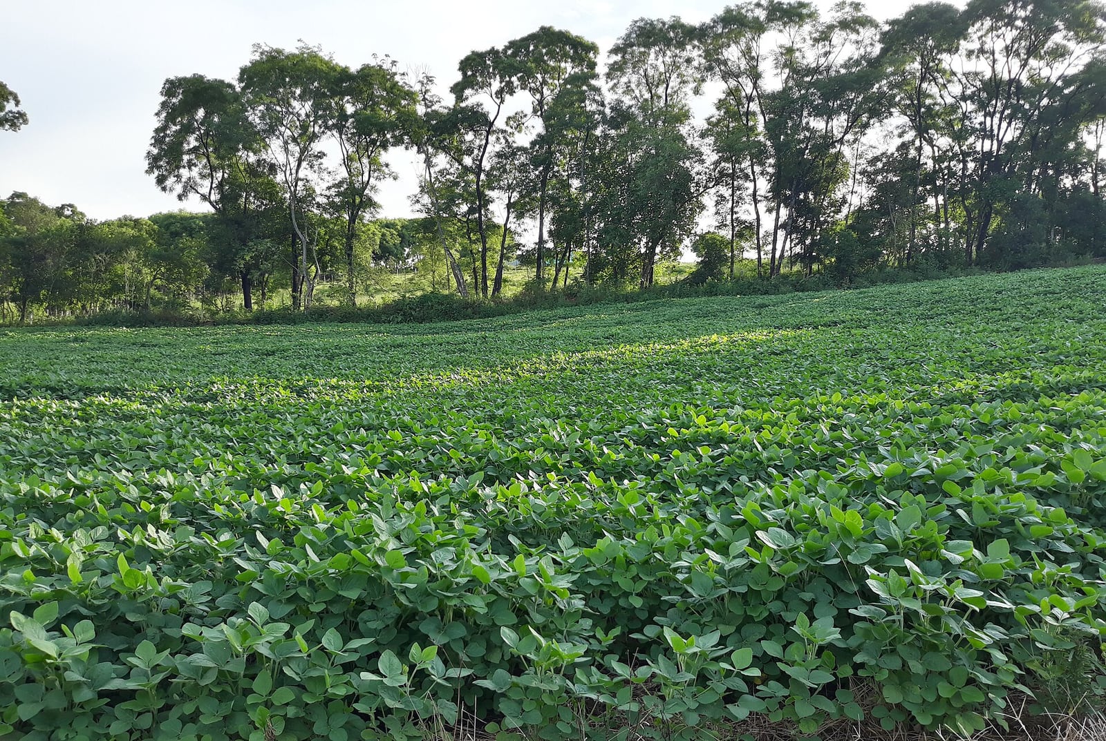 Plantação de soja em Novo Barreiro (RS), com plantas já em desenvolvimento no campo.