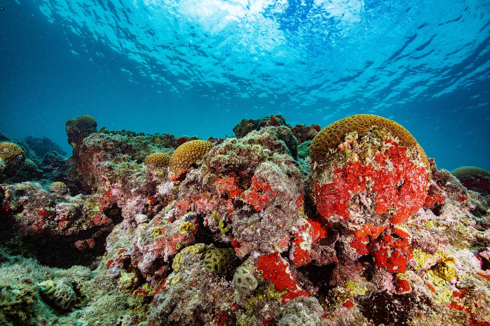 Recifes de coral do Parque Nacional Marinho dos Abrolhos, na Bahia.