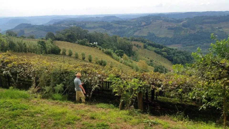 Produtor rural com roçadeira em meio ao mato alto em uma propriedade da Serra Gaúcha, sob céu claro