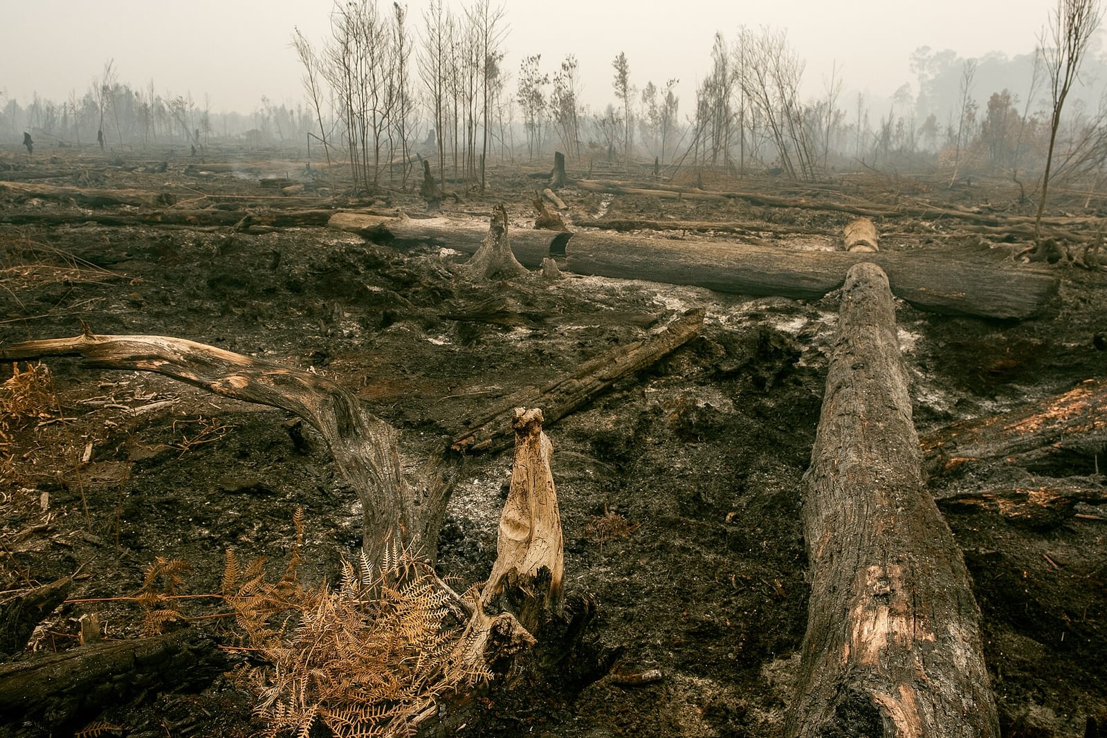 Área de floresta queimada na Indonésia, com troncos caídos e solo carbonizado sob névoa de fumaça.