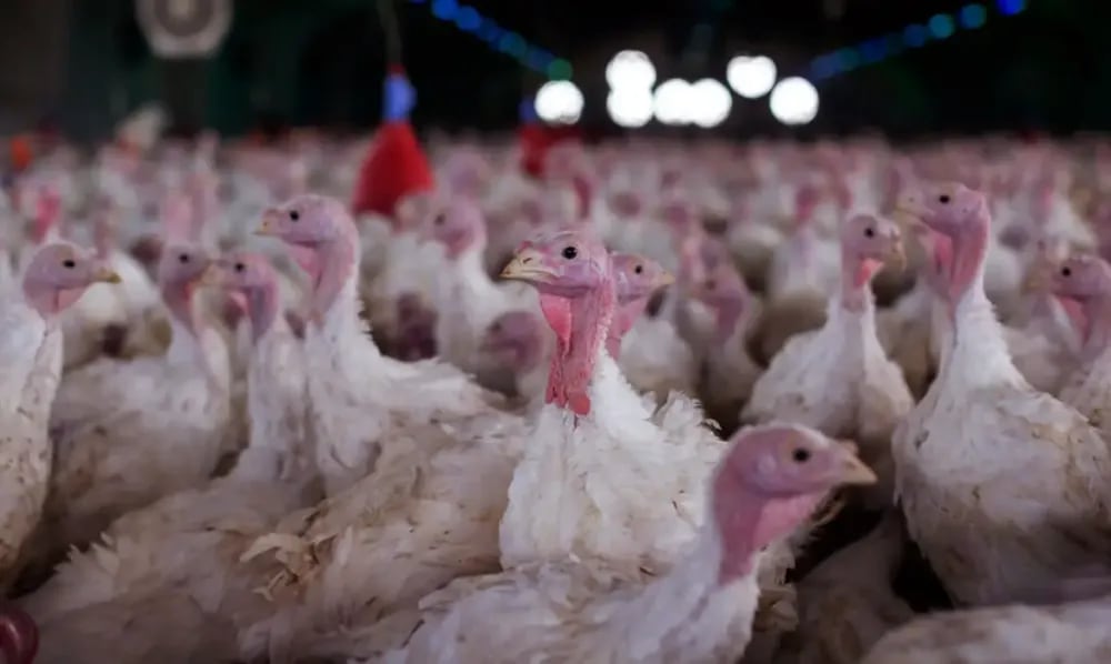 Foto: Agricultura conclui despovoamento de criadouro de perus em SC com foco de Newcastle