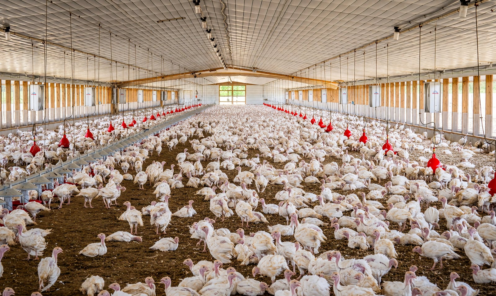Aves em galpão de criação comercial; imagem ilustrativa. A doença de Newcastle foi confirmada em granja de Nova Erechim (SC).