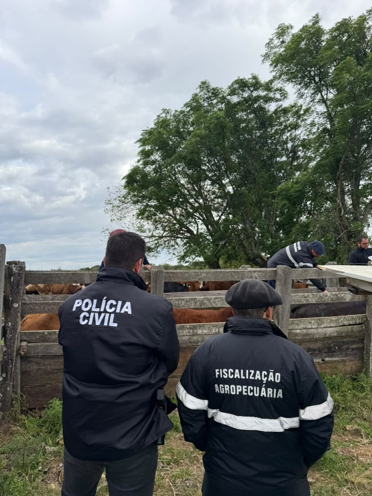 Agentes da Polícia Civil (Draco de Santiago) e da Fiscalização Agropecuária junto a bovinos em um curral.