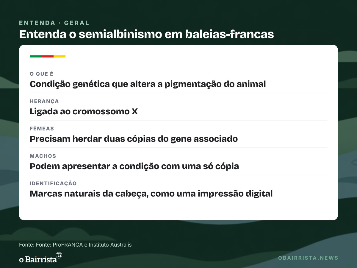 Quadro: Baleia-franca semialbina é flagrada com filhote da mesma cor em Imbituba (SC)