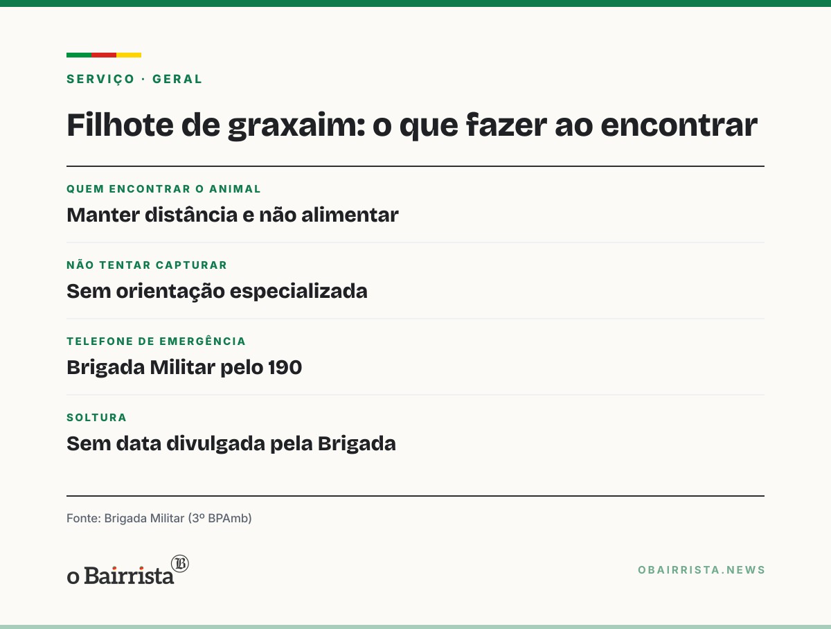 Quadro: Brigada Militar resgata filhote de graxaim-do-mato sozinho na RS-223, em Tapera