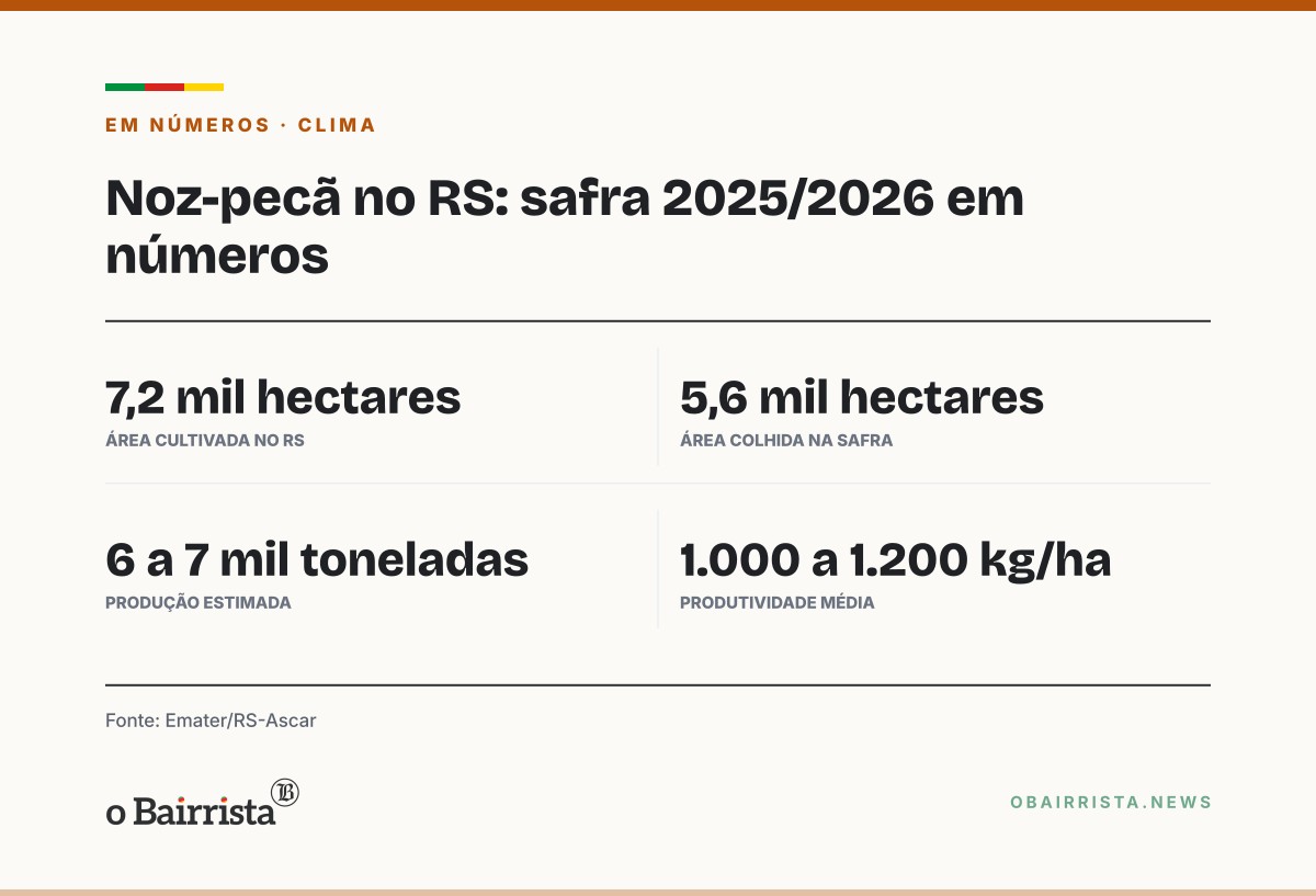 Quadro: RS tem 7,2 mil hectares de noz-pecã e colheu até 7 mil toneladas após a enchente