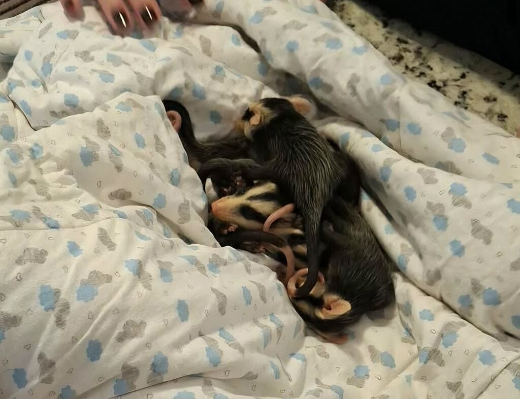 Filhotes de gambá resgatados em Ernestina após o atropelamento da mãe na Estrada do Pessegueiro.