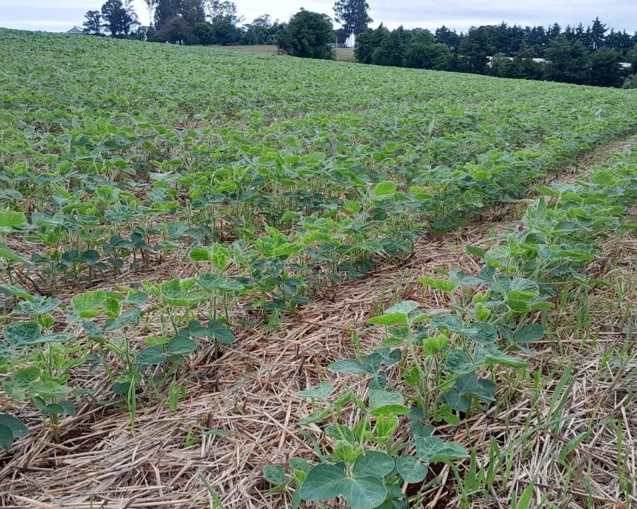 Lavoura na região de Ijuí, no Noroeste do RS, em foto de divulgação da Radioprogresso