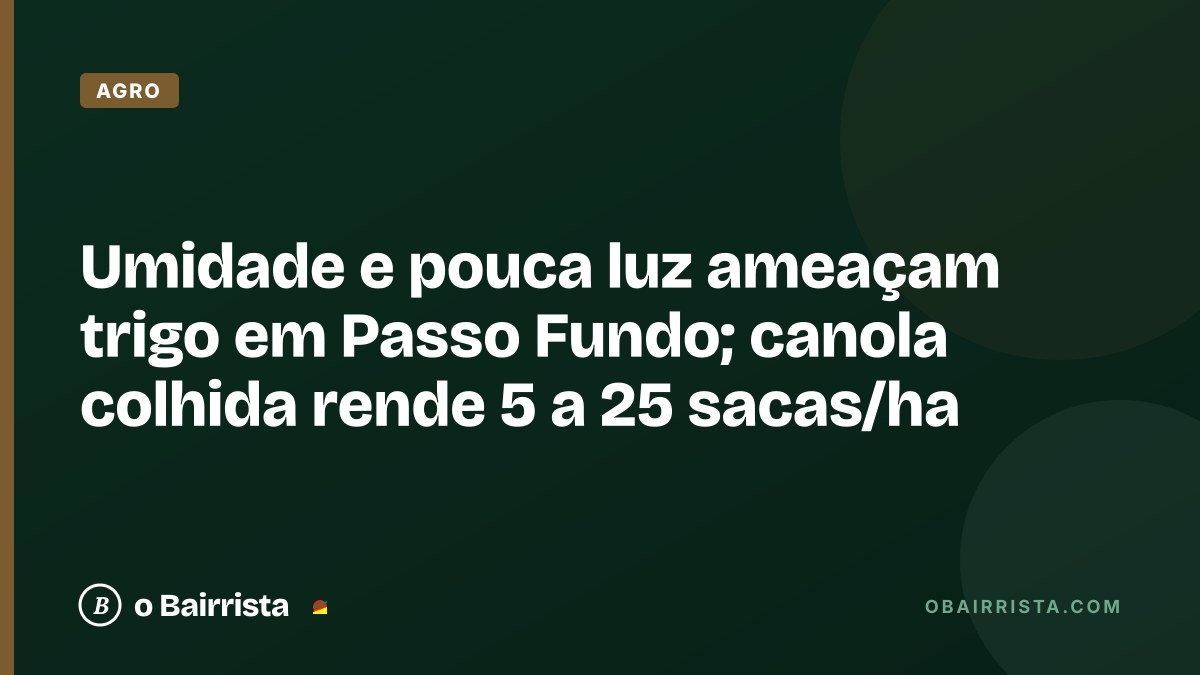 Ilustração: arte do Bairrista sobre a safra de trigo e canola no Planalto Médio do RS